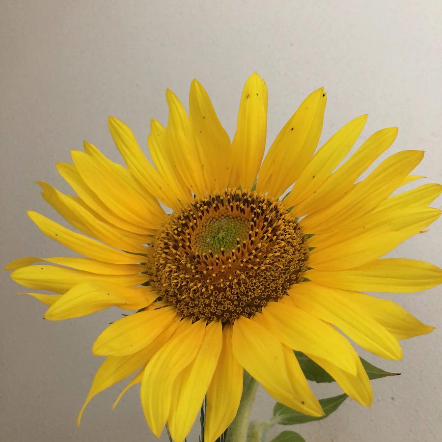 Sunflower Blossom Photograph by Rachelle Stracke