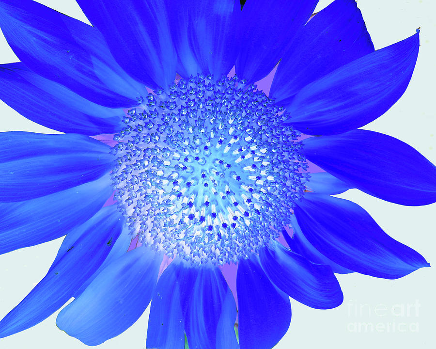 Sunflower Blue Abstract Photograph