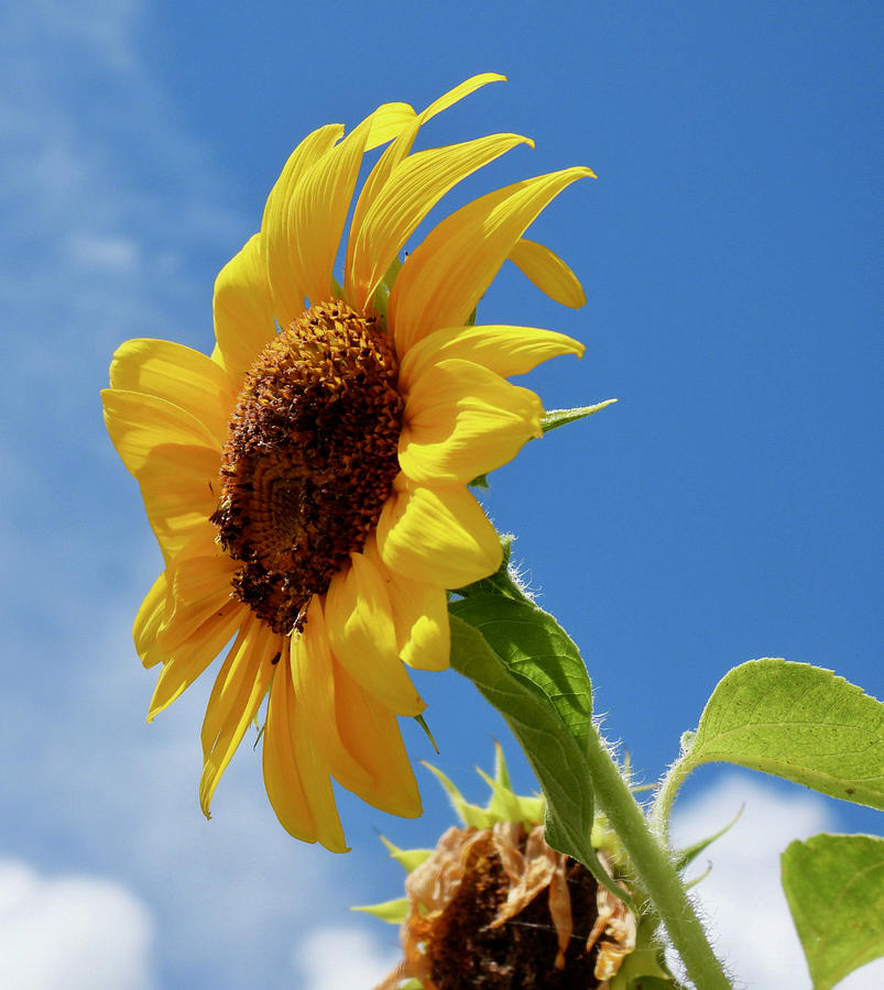 Sunflower Blue Skies 2 Photograph By Tracey Neiman - Pixels