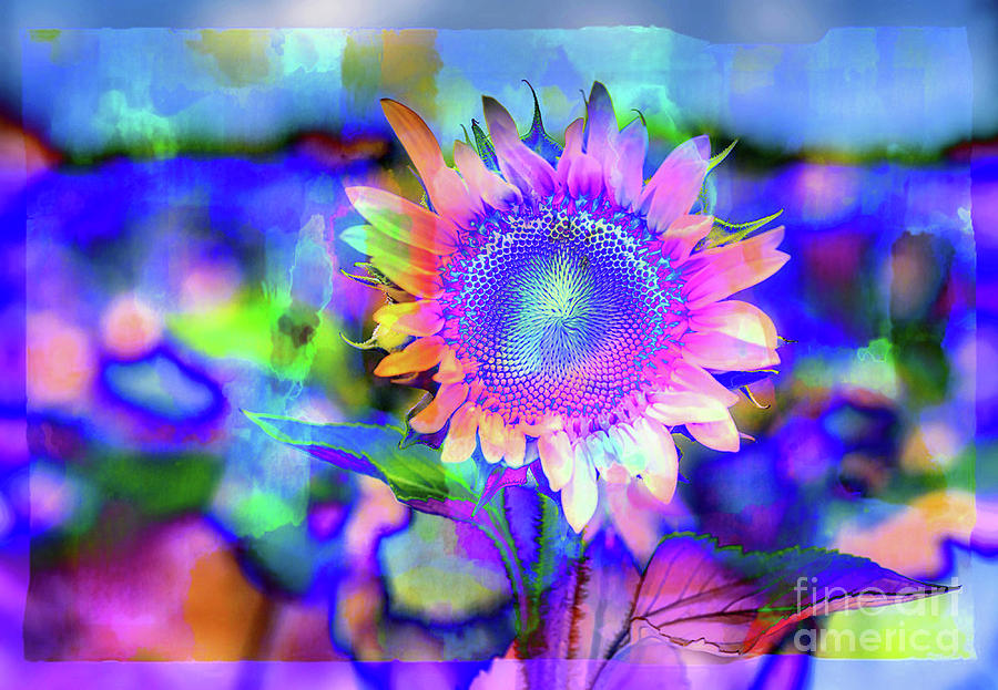 Sunflower Blues Photograph by Cathy Donohoue