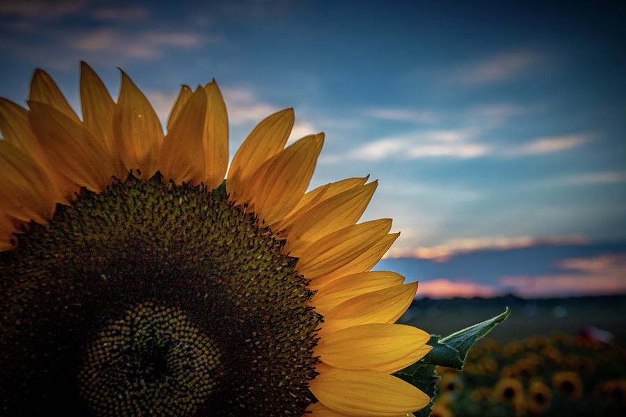 Sunflower Blues Photograph by Erin O'Keefe Pixels