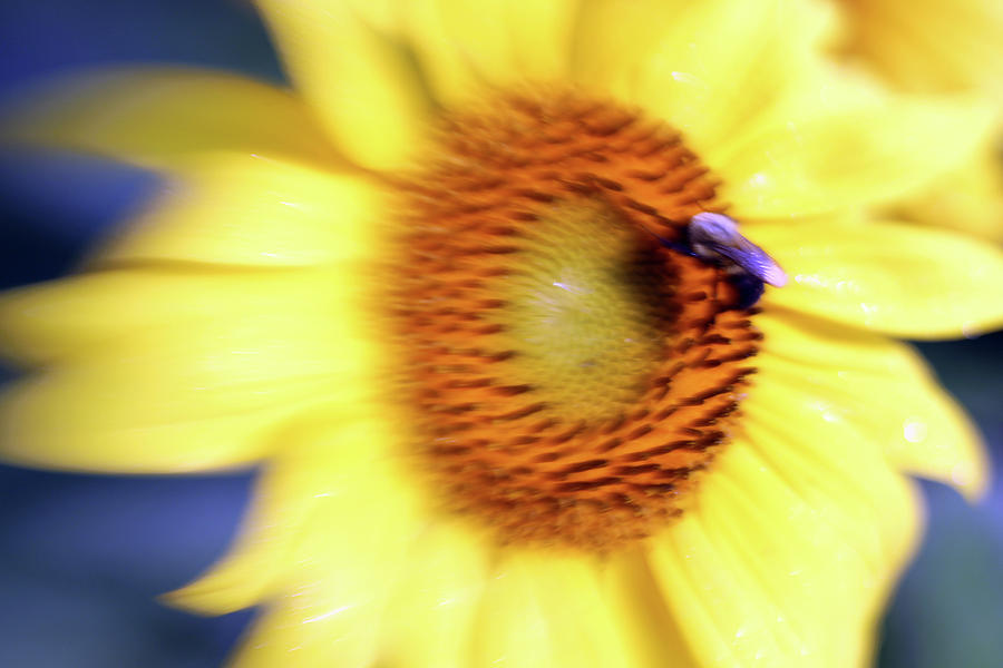 Sunflower Blur Photograph by Carolyn Stagger Cokley