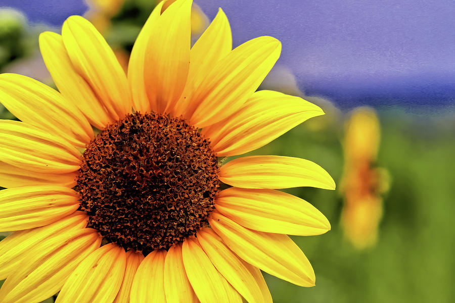 Sunflower Photograph by Bob Falcone