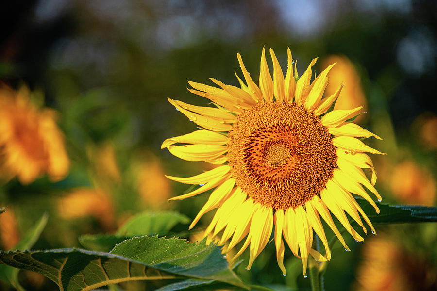 Sunflower Bokeh Photograph by Douglas Wielfaert