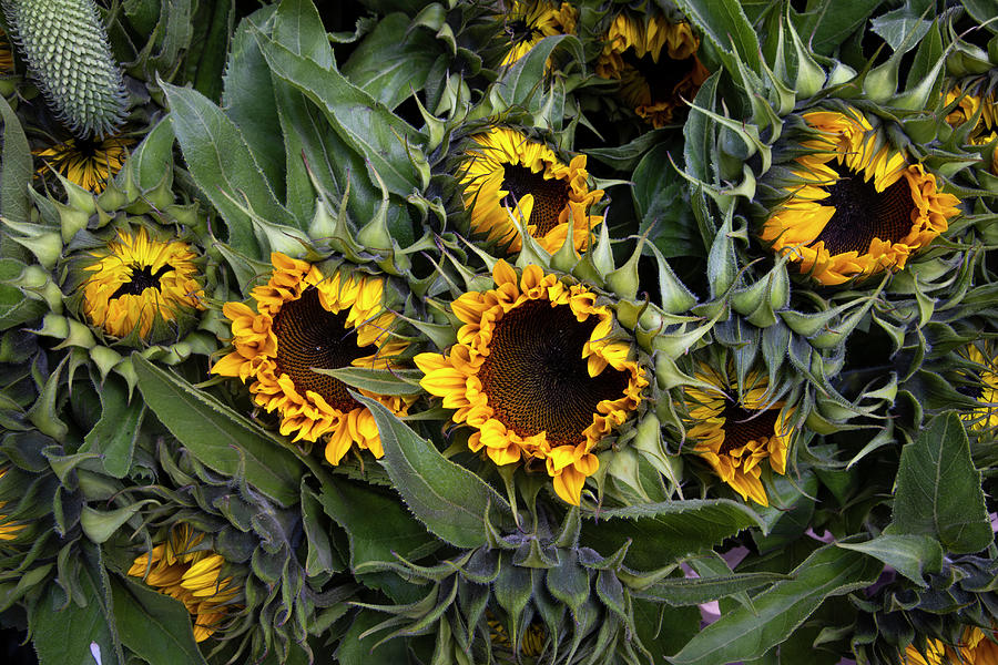 Sunflower Bouquet For My Love Photograph