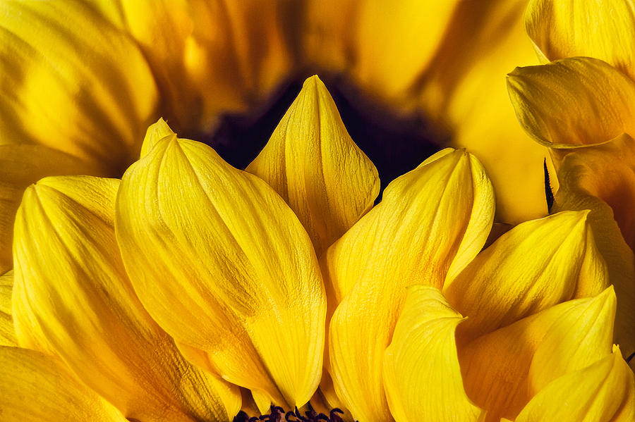 Sunflower Bouquet Macro Photograph by Stuart Litoff