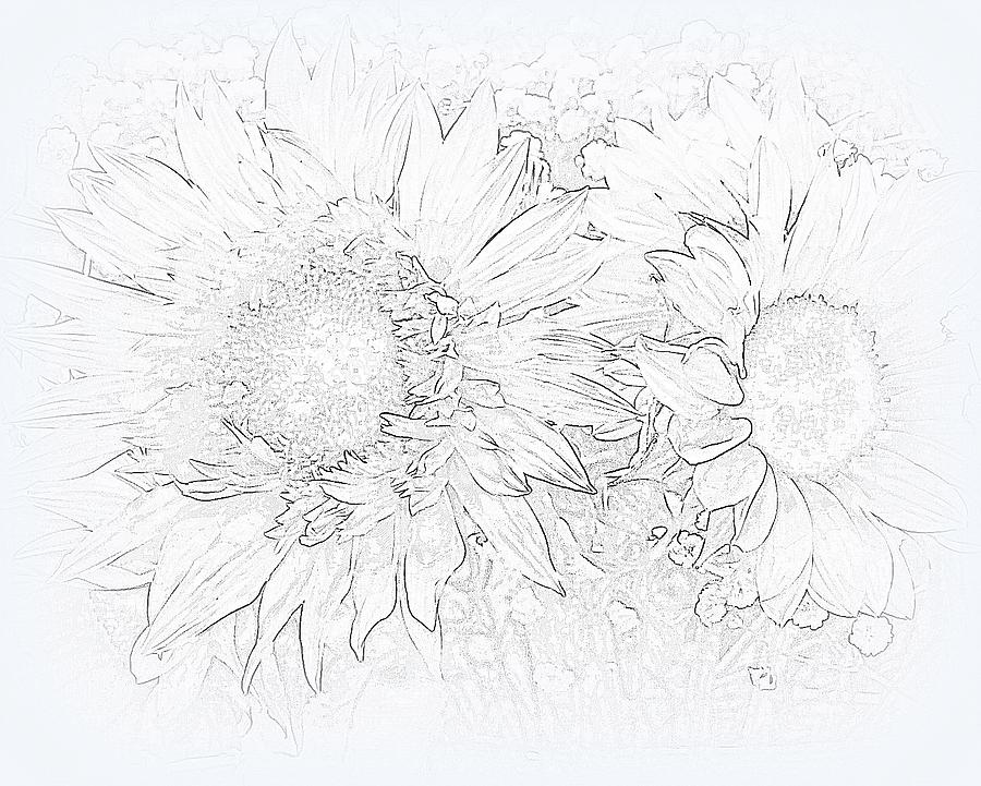 Sunflower Bouquet sketch Mixed Media by Vernon Platt Fine Art America