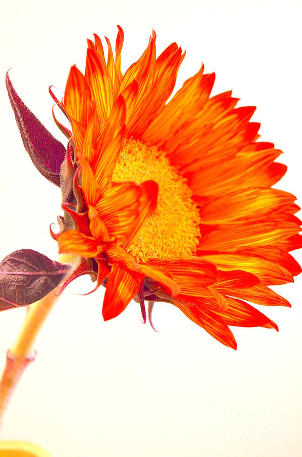 Sunflower Bright Photograph