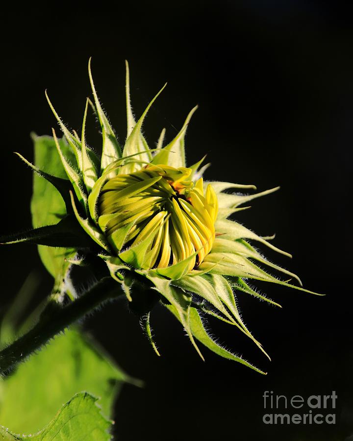 Sunflower Bud 2023 Photograph by Karen Silvestri