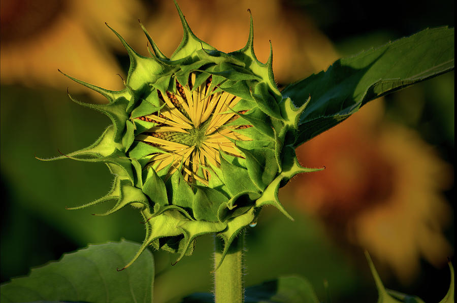 Sunflower Bud Photograph by Buddy Scott
