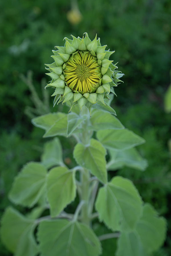 Sunflower Bud Photograph by Carolyn Hutchins
