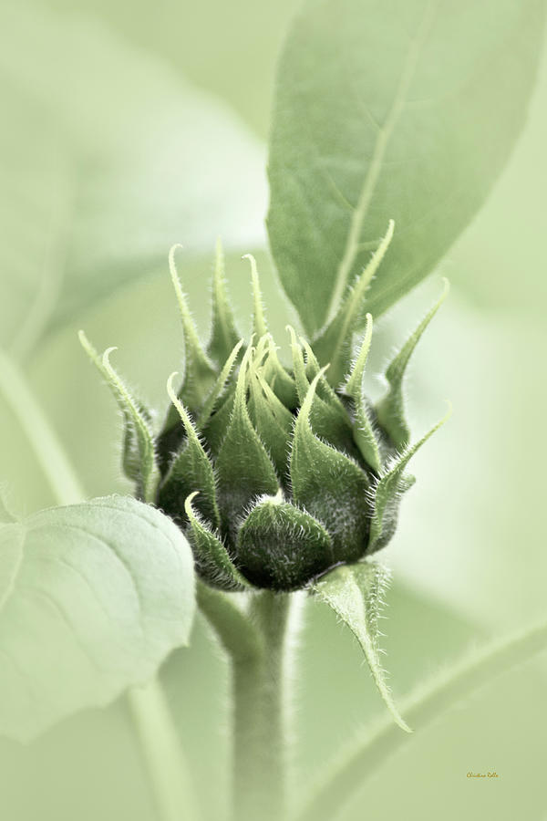 Sunflower Bud Photograph by Christina Rollo