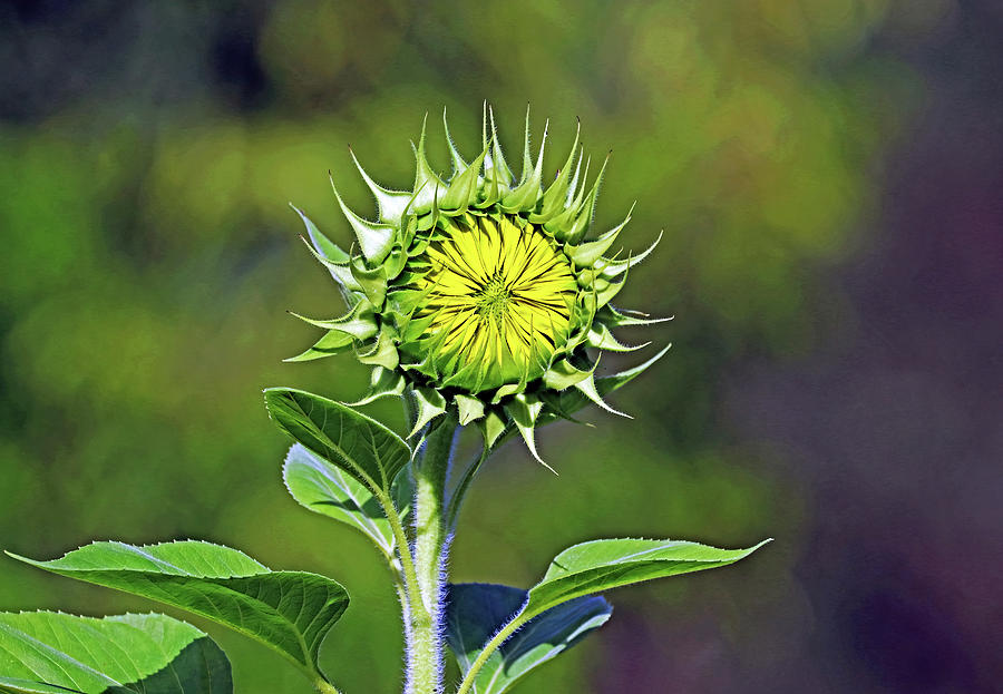 Sunflower Bud Photograph by Debbie Oppermann