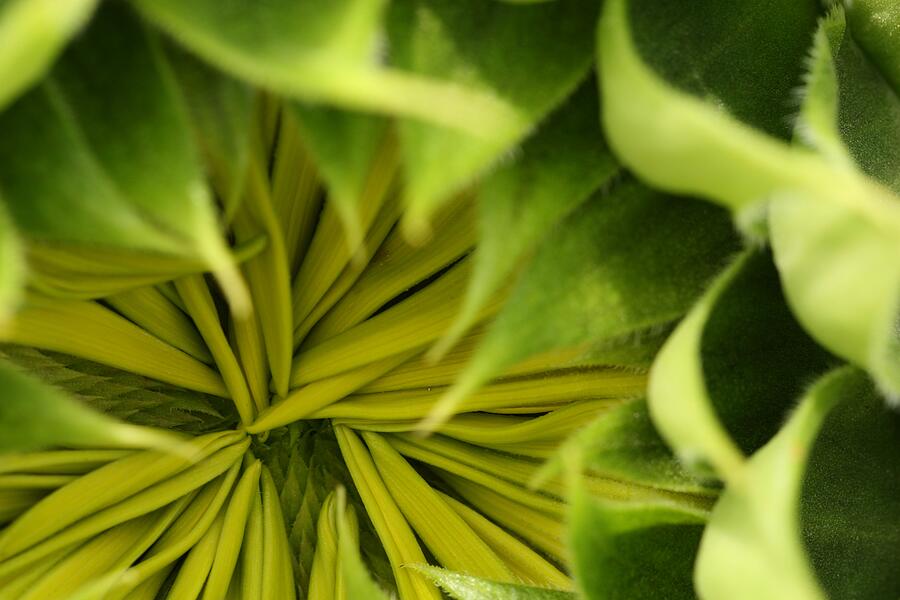 Sunflower bud Photograph by Laurie Lago Rispoli