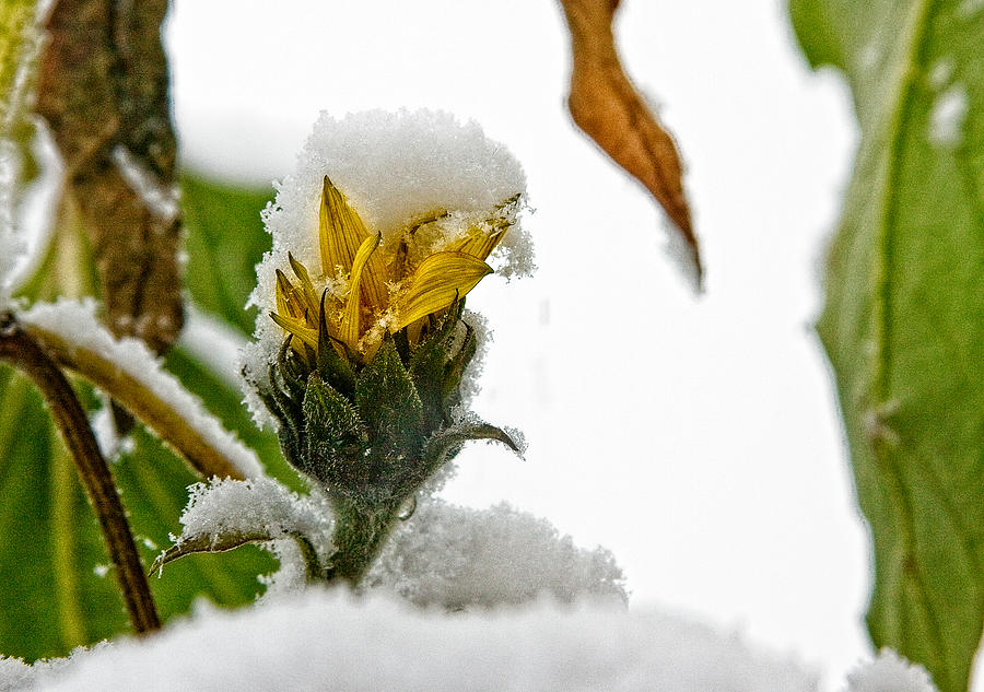 Sunflower Bud, Snowcapped Photograph by Steve Raley