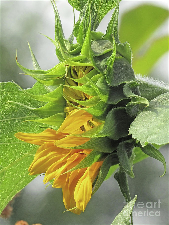 Sunflower Bud To Bloom Photograph by Kim Tran