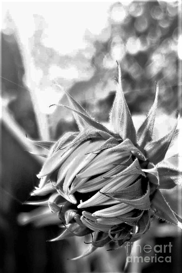 Sunflower Bud Photograph by Tracey Lee Cassin