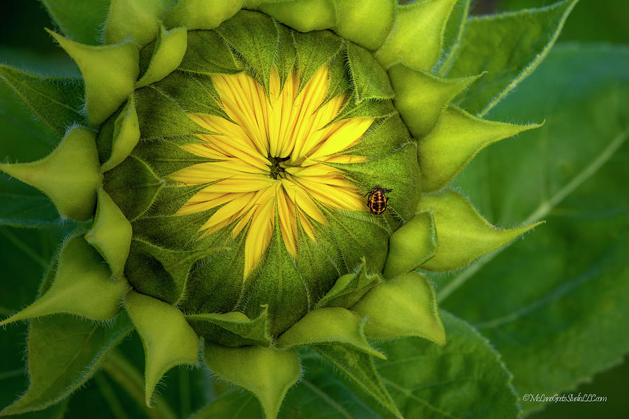 Sunflower Bug Photograph by LeeAnn McLaneGoetz McLaneGoetzStudioLLCcom