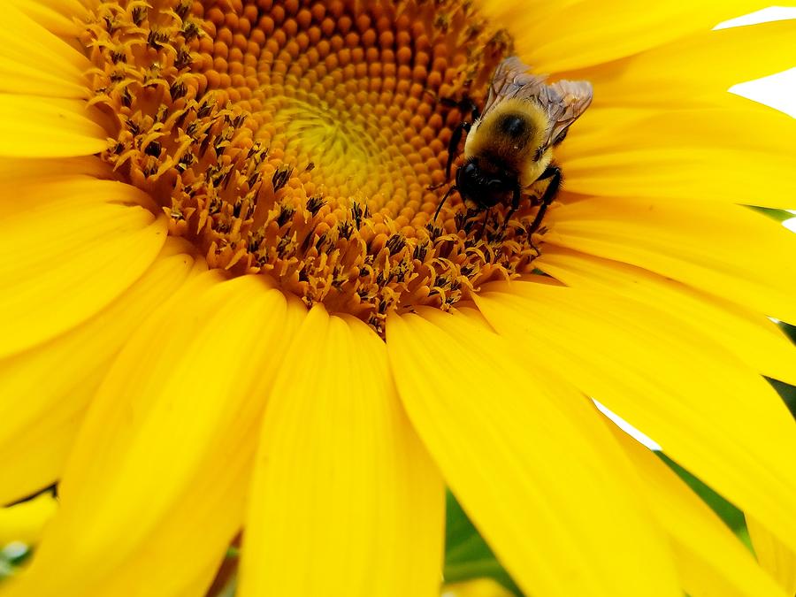 Sunflower Bumblebee 1 Photograph by Amanda Rae