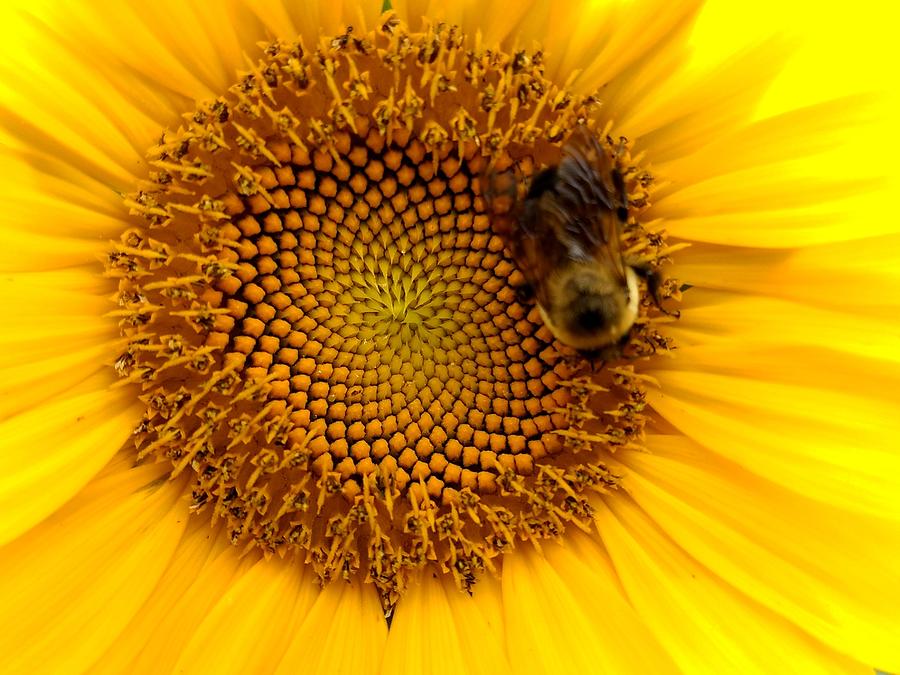 Sunflower Bumblebee 2 Photograph by Amanda Rae