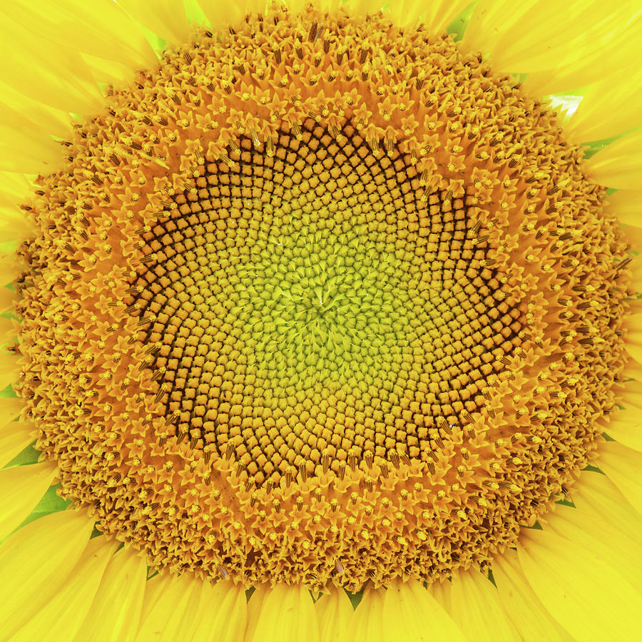 Sunflower Burst Photograph by Liz Albro