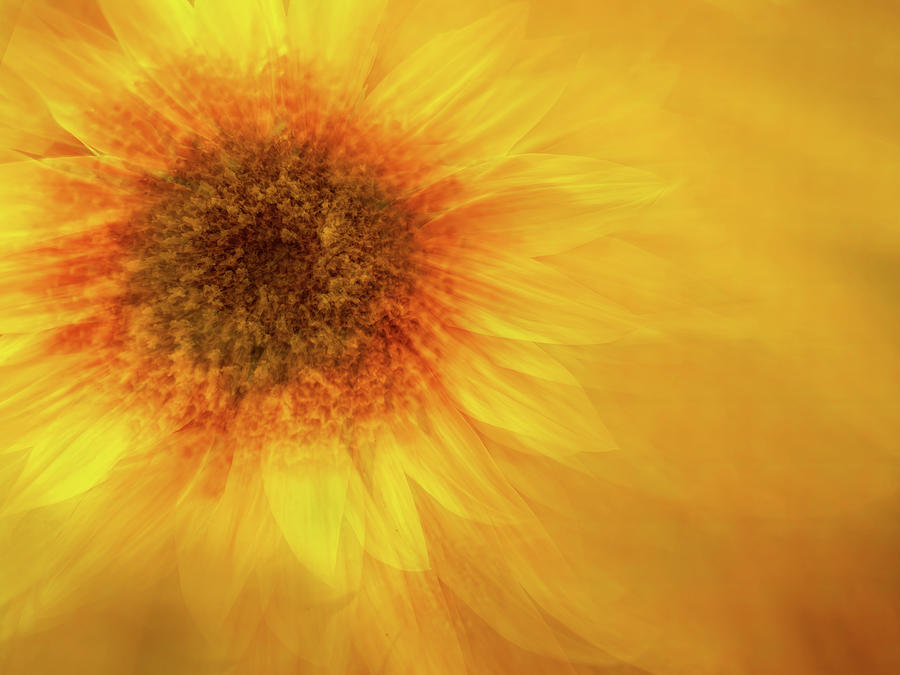 Sunflower Burst Digital Art by Terry Davis