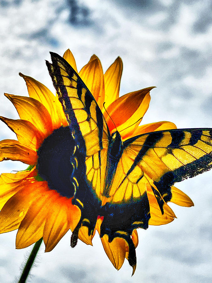Sunflower Butterfly  Photograph by Stephen Dorton