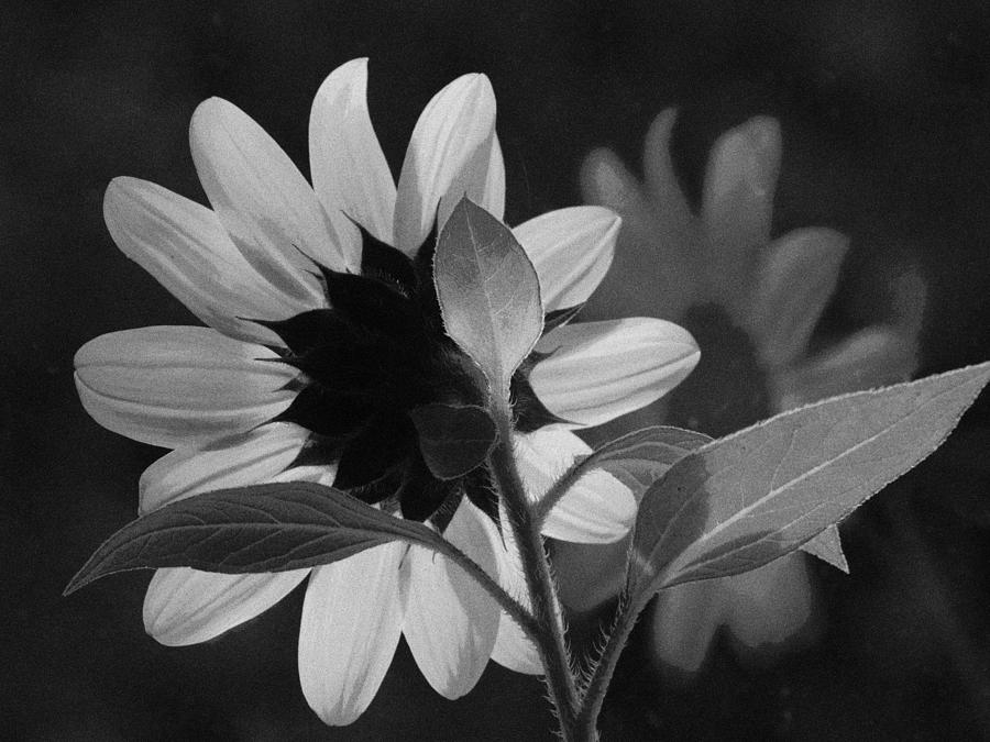 Sunflower BW 2 Photograph by Iina Van Lawick