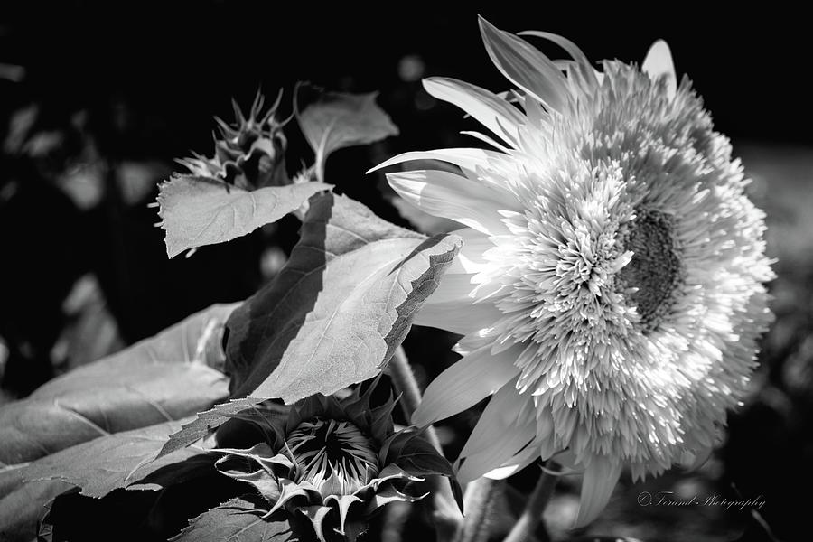 Sunflower BW  Photograph by Debra Forand