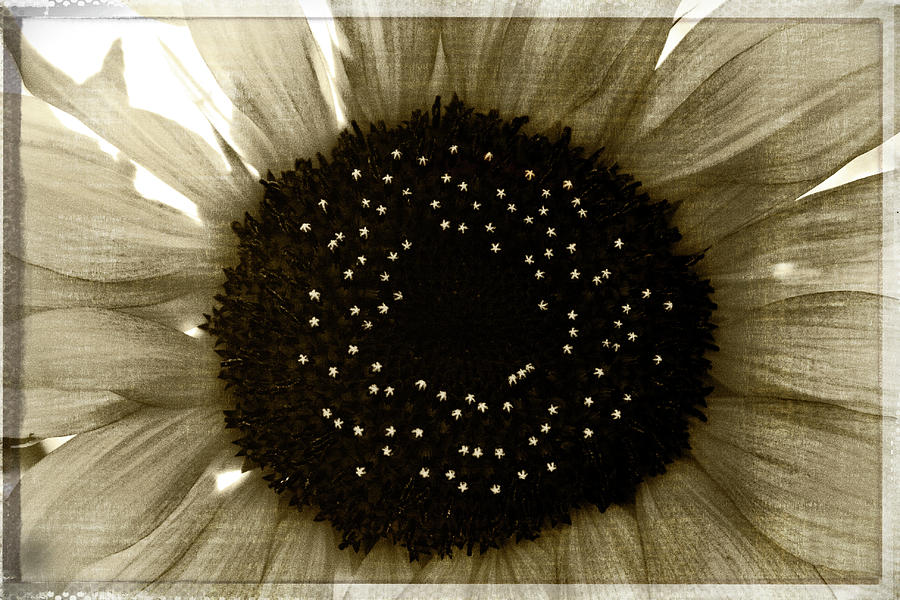 Sunflower Photograph by Carmen Kern