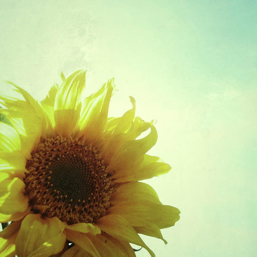 Sunflower Photograph - Sunflower by Cassia Beck