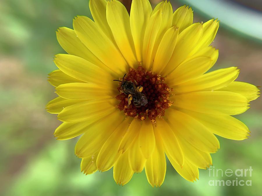 Sunflower Photograph by Catherine Wilson