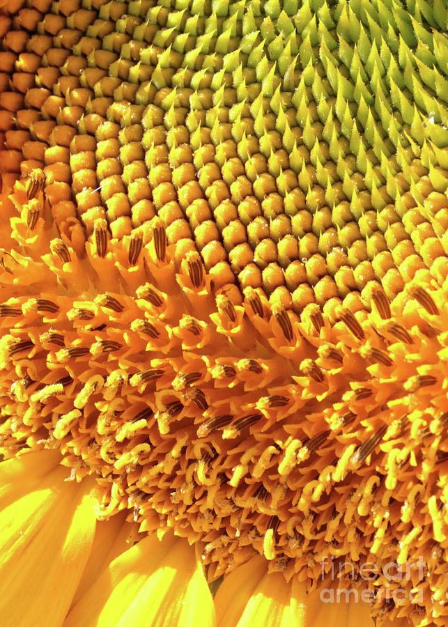 Sunflower Center Closeup Photograph by Carol Groenen
