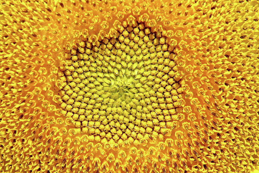 Sunflower Center Photograph by Lens Art Photography By Larry Trager