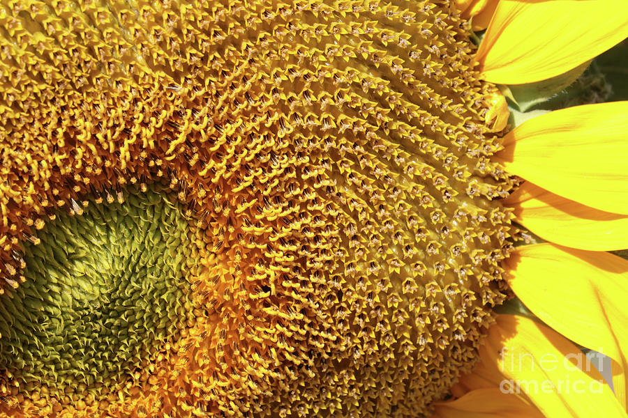 Sunflower Center Perspective Photograph by Carol Groenen