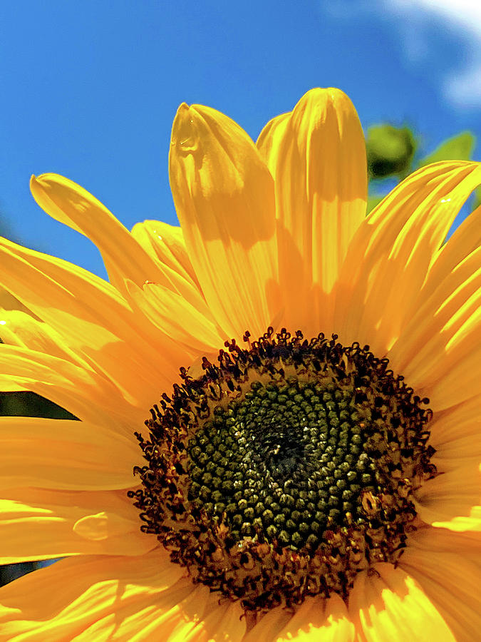 Sunflower Photograph by Charitha Bandi - Fine Art America