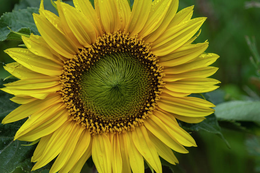 Sunflower Cheer Photograph by Robert Potts - Fine Art America