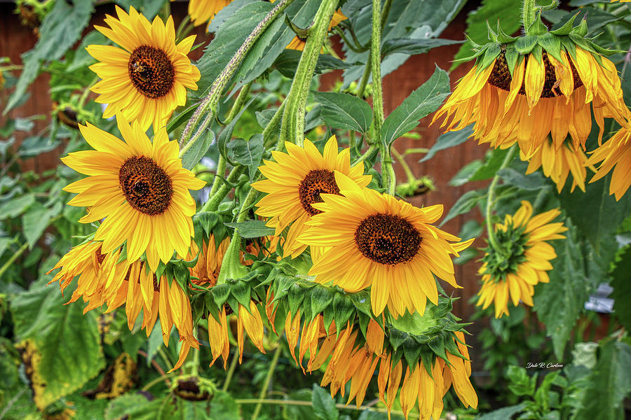 Sunflower Chorus Photograph by Dale R Carlson