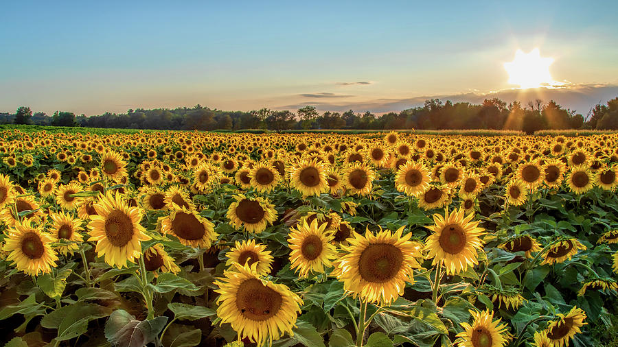Sunflower City Photograph by Rod Best