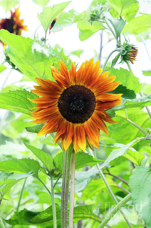 Sunflower Claret  Photograph by Tim Gainey