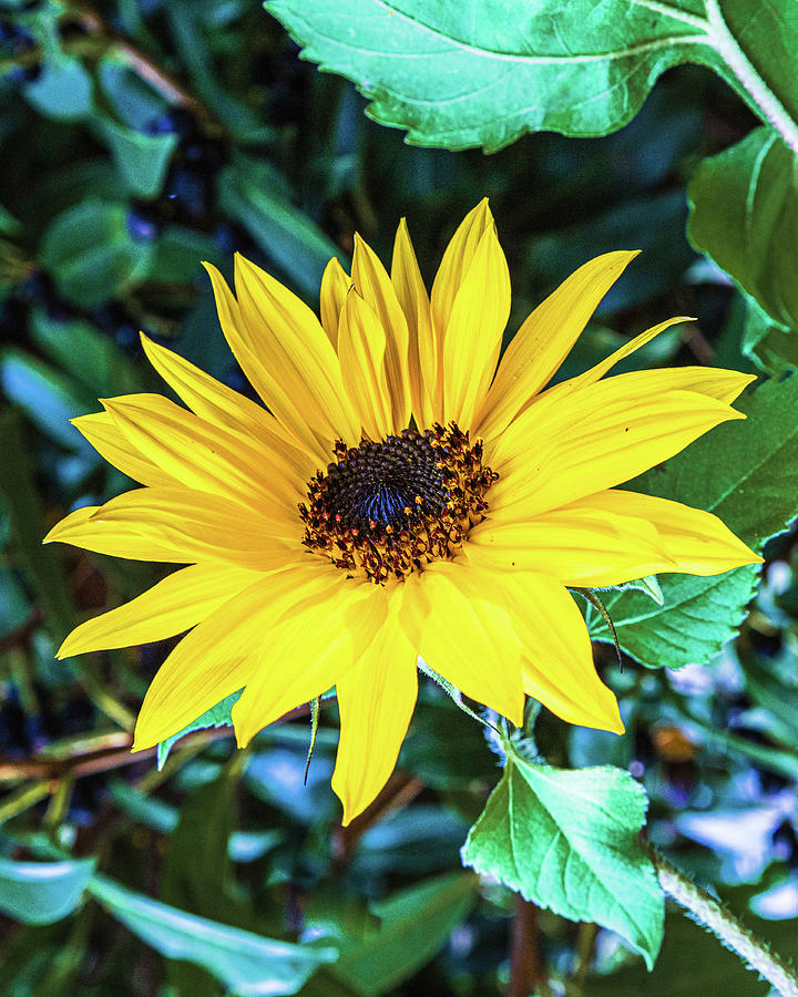 Sunflower Photograph by Claude Dalley