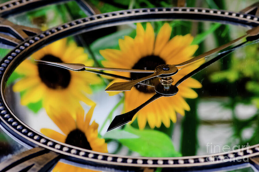 Sunflower Clock Photograph by Gerald Kloss