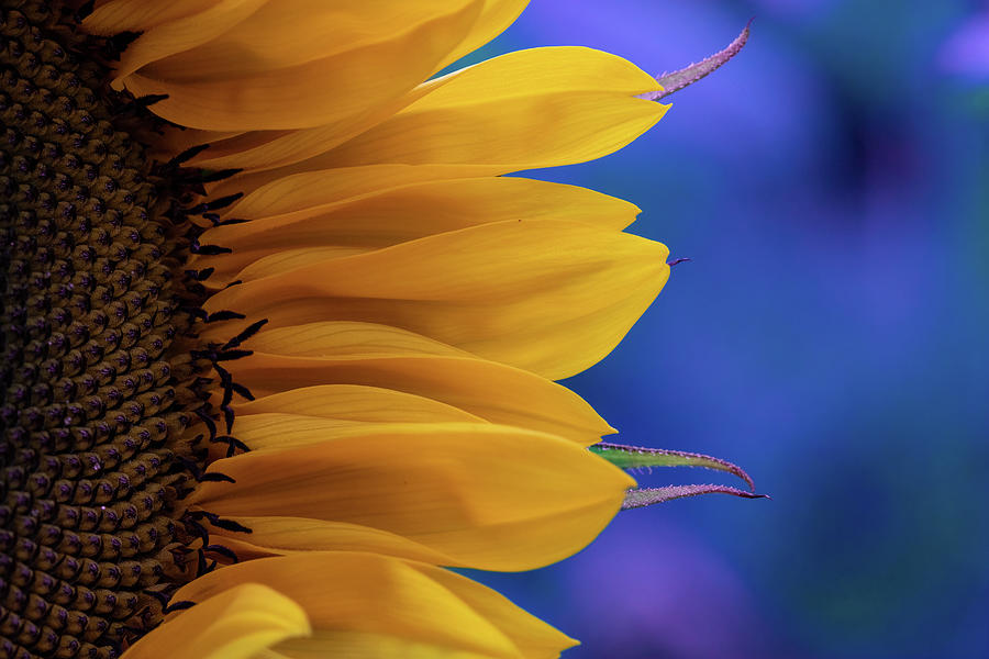 Sunflower Close Up Photograph by Allin Sorenson