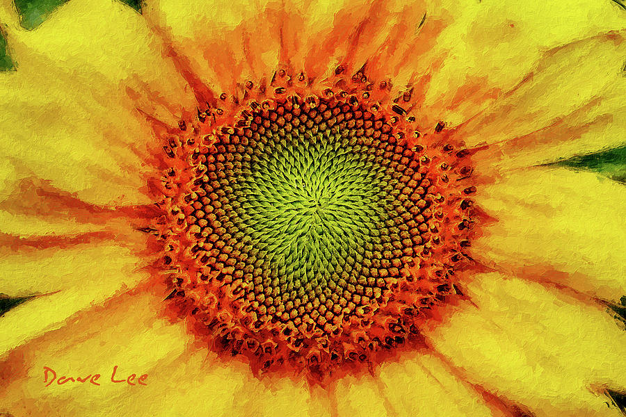 Sunflower Close-Up by Dave Lee Sunflower Close-Up by Dave Lee