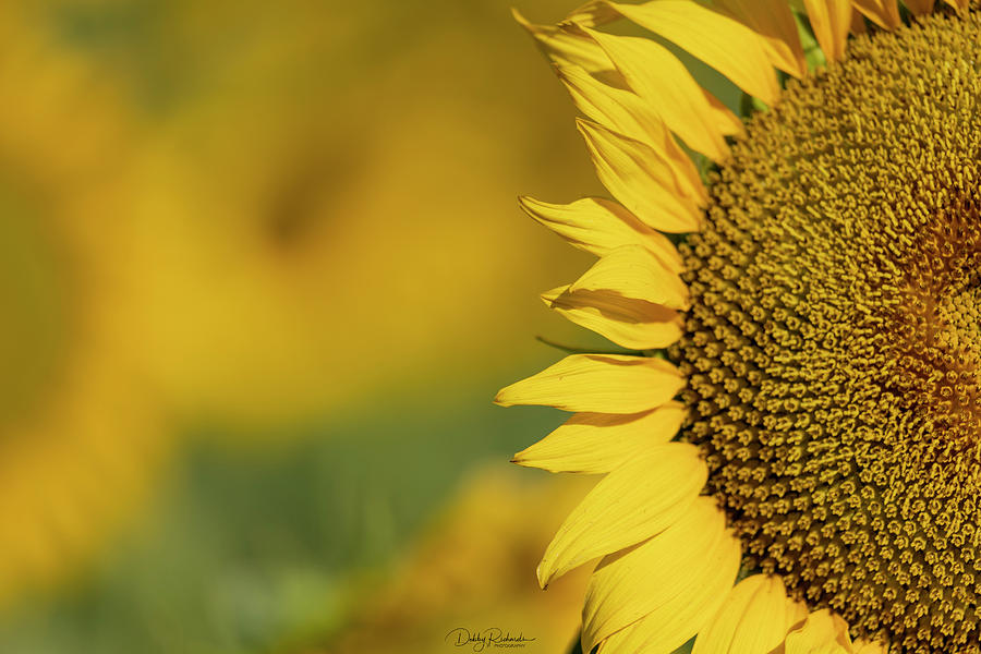 Sunflower close up Photograph by Debby Richards