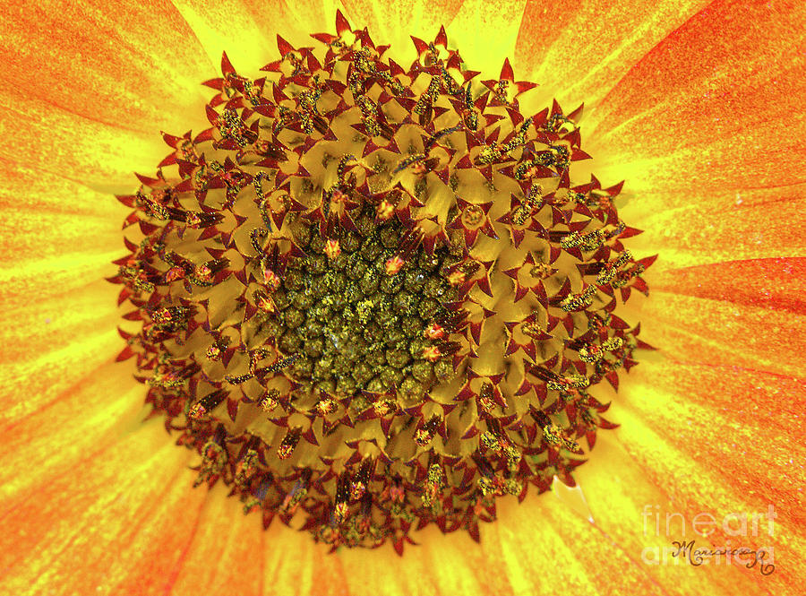 Sunflower Close-up Photograph by Mariarosa Rockefeller