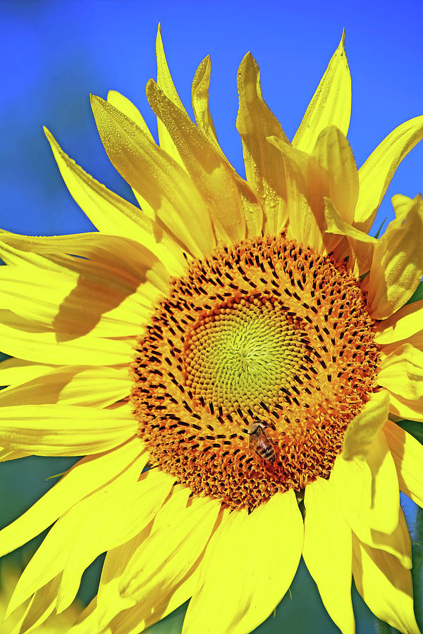 Sunflower Close Up Vertical Photograph By Debbie Oppermann 