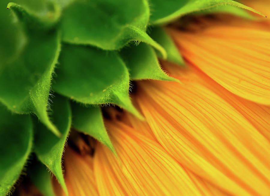 Sunflower Close up View Photograph by Carolyn Derstine