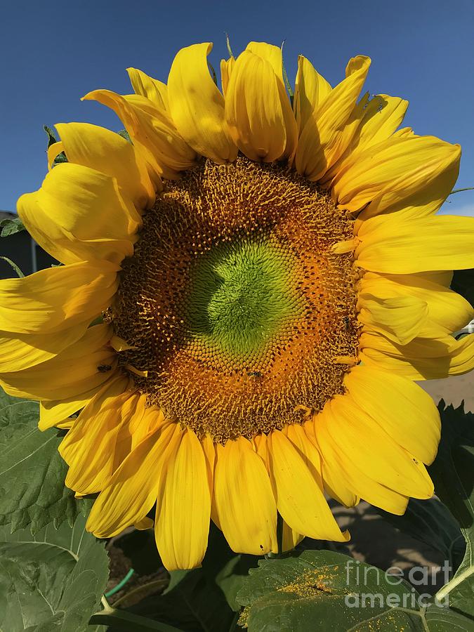 Sunflower Closeup Photograph by Carol Groenen