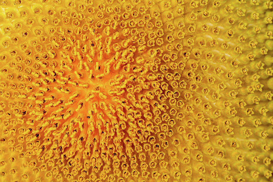 Sunflower Closeup  Photograph by Jean Noren